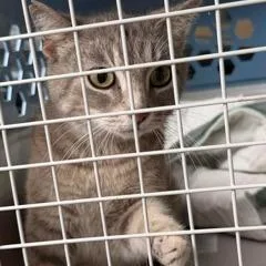 A young medium-sized female Gray / Blue / Silver Domestic Short Hair cat named Ruth for adoption in St. Louis, MO