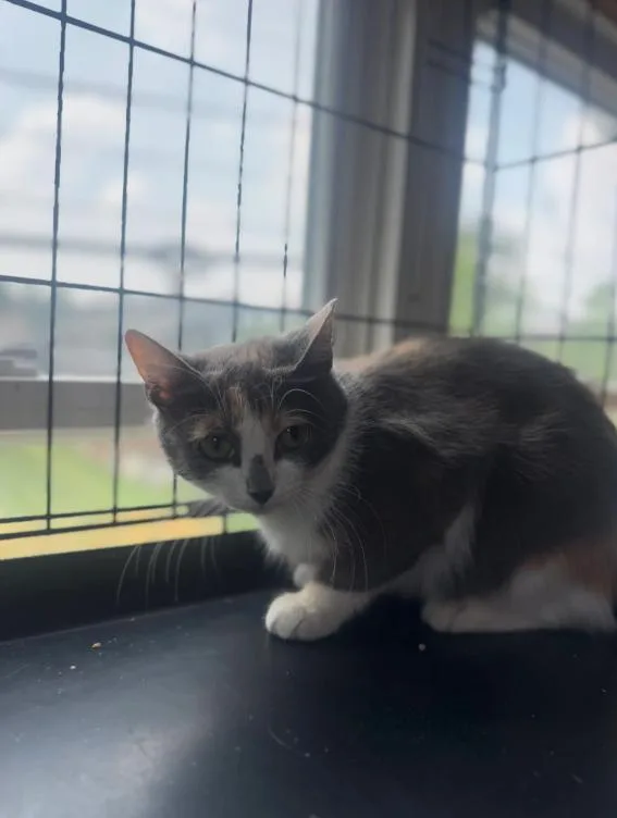 A baby medium-sized female Domestic Short Hair cat named Sasha for adoption in Chicago, IL