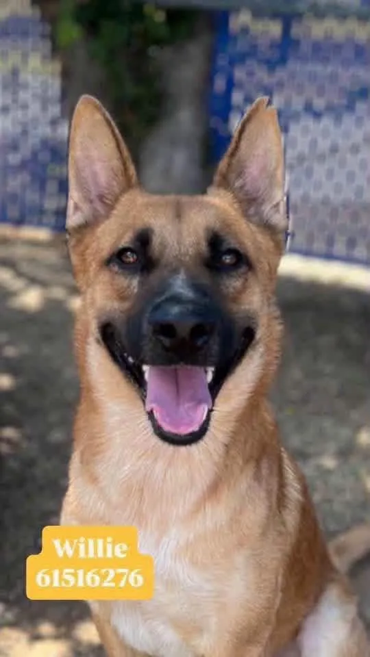 A young large-sized male Tricolor (Brown, Black, & White) German Shepherd Dog dog named Willie for adoption in Greeneville , TN