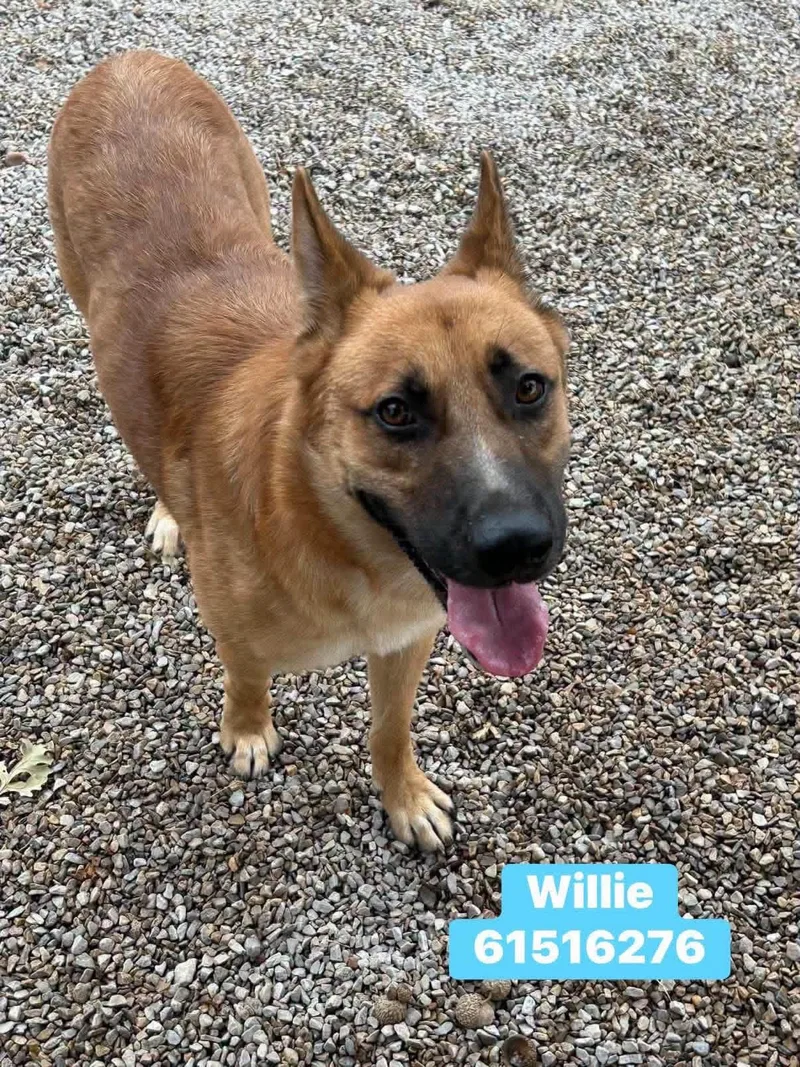 Willie thumbnail 3