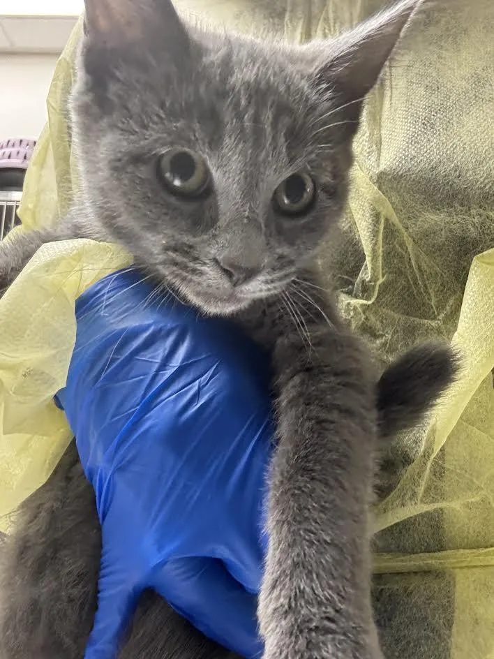 A baby small-sized female Domestic Short Hair cat named Belladonna for adoption in Las Vegas, NV