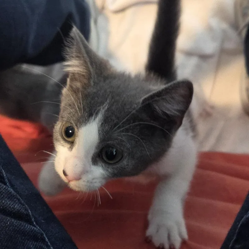 A baby small-sized male Gray / Blue / Silver Domestic Short Hair cat named Cozy for adoption in Voorhees, NJ