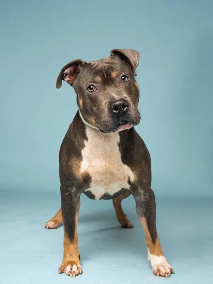 An adult medium-sized male Mixed Breed dog named Constable Corndog for adoption in Atlanta, GA