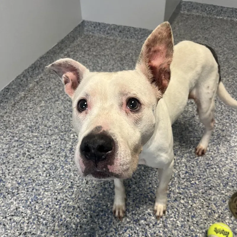 A senior medium-sized female White / Cream American Staffordshire Terrier dog named Snow for adoption in Greenville, SC