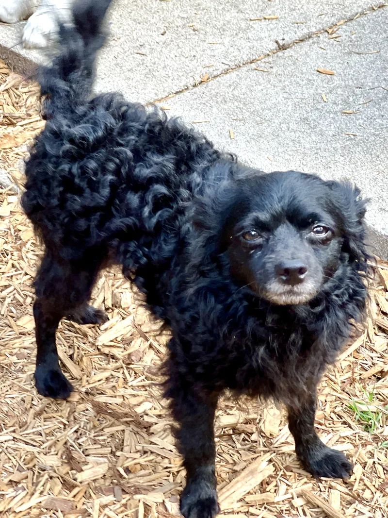 An adult small-sized male Mixed Breed dog named Rudolpho for adoption in Mt Pleasant, SC