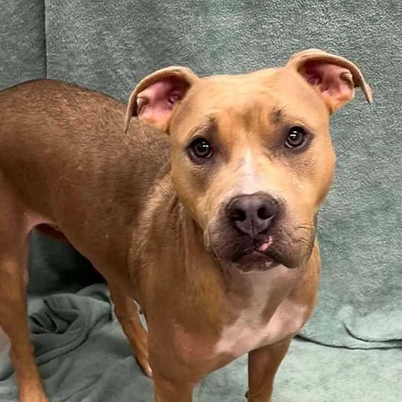 An adult medium-sized female Mixed Breed dog named Coffee for adoption in Pleasantville, NJ
