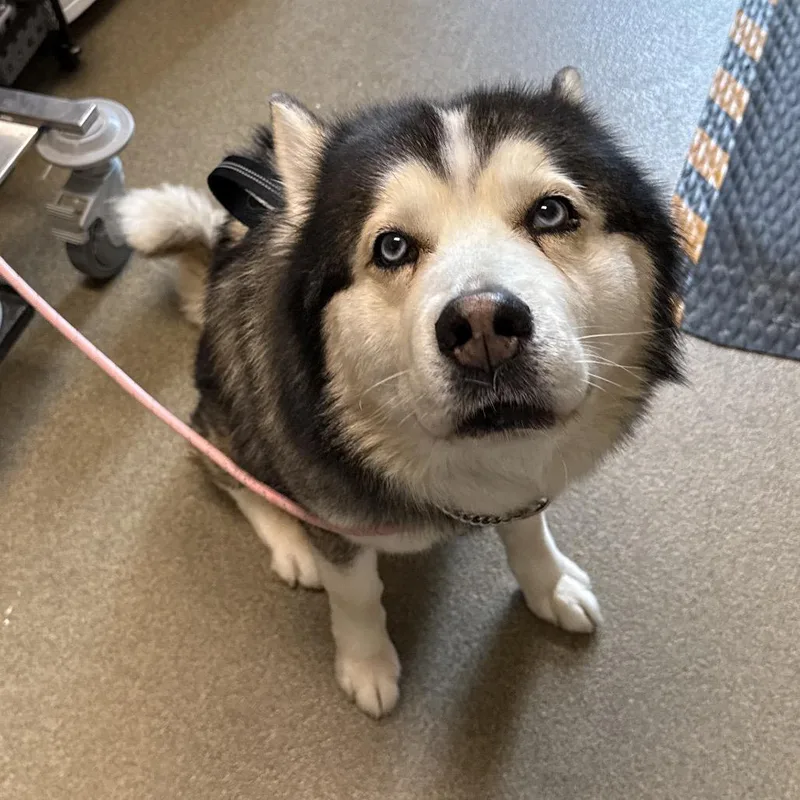 A senior large-sized male Black Siberian Husky dog named Sosa for adoption in Council Bluffs, IA