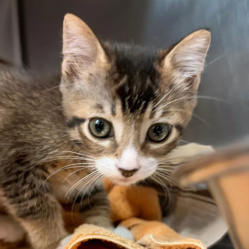 A baby small-sized male Domestic Short Hair cat named Cosmo for adoption in Santa Barbara, CA