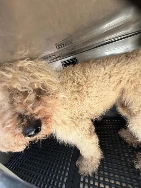 A young medium-sized male Mixed Breed dog named Leo for adoption in Dallas, TX