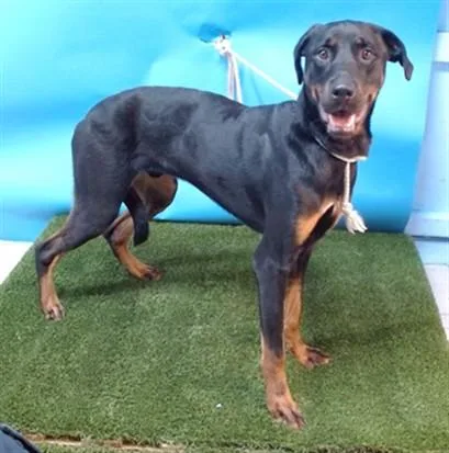 A young medium-sized male Rottweiler dog named Reese for adoption in Gardena, CA