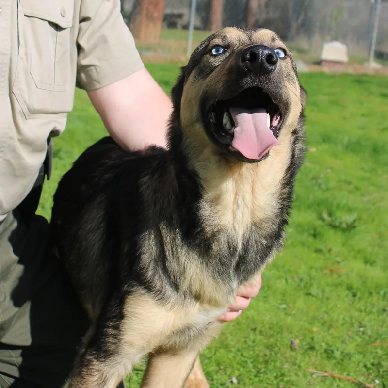 Handsome thumbnail 3