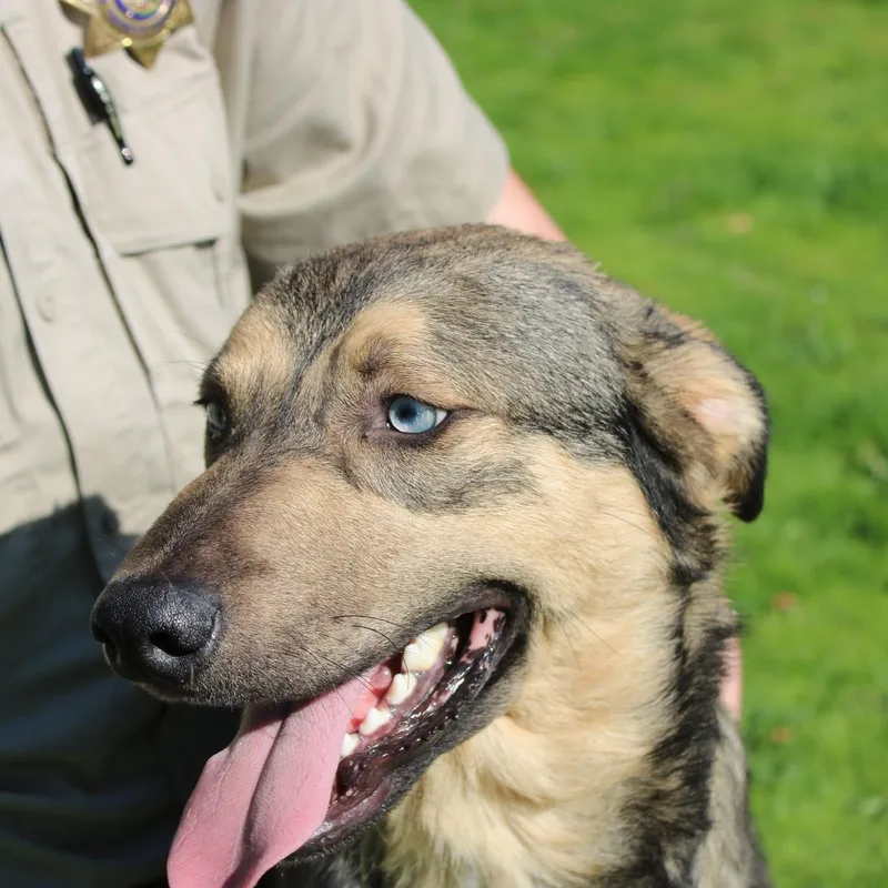 Handsome thumbnail 6