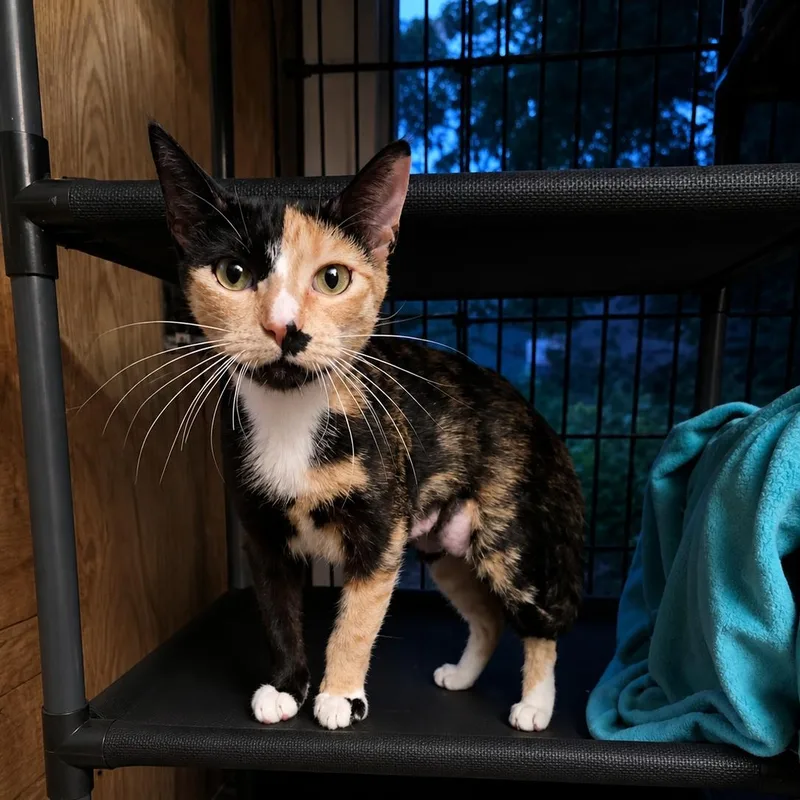 A young medium-sized female Calico Domestic Short Hair cat named Sadie for adoption in Houston, TX