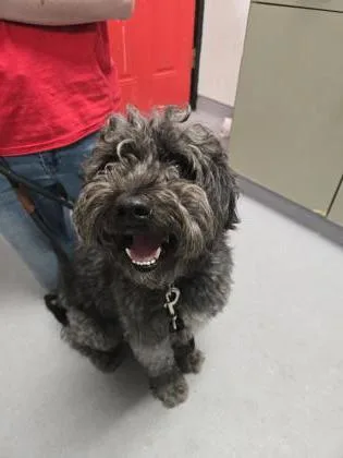 An adult medium-sized male Poodle dog named Lenny for adoption in West Chester, PA