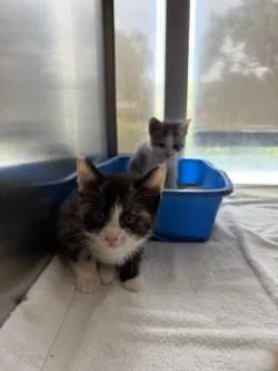 A baby small-sized female Domestic Short Hair cat named Topsy for adoption in Farmers Branch, TX