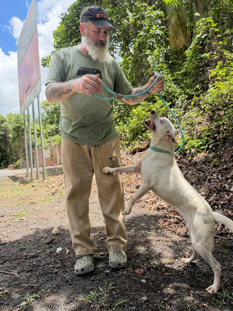An adult medium-sized female Mixed Breed dog named Annie for adoption in Bayamon, PR