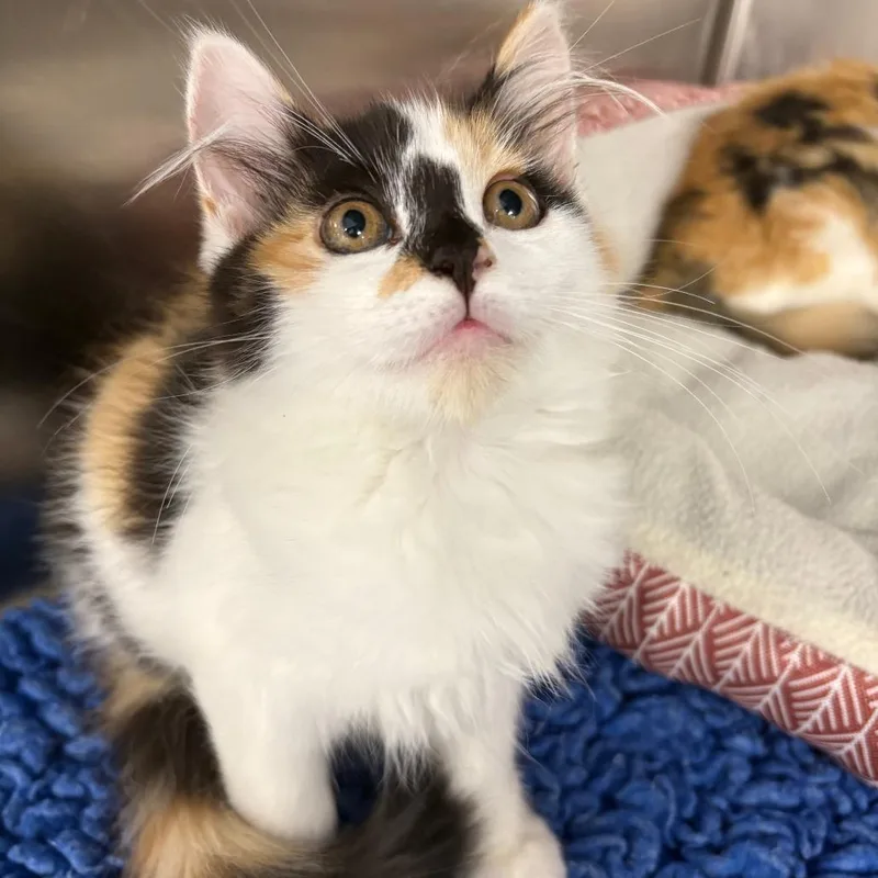 A baby small-sized female Calico Domestic Long Hair cat named Blair for adoption in North Branford, CT