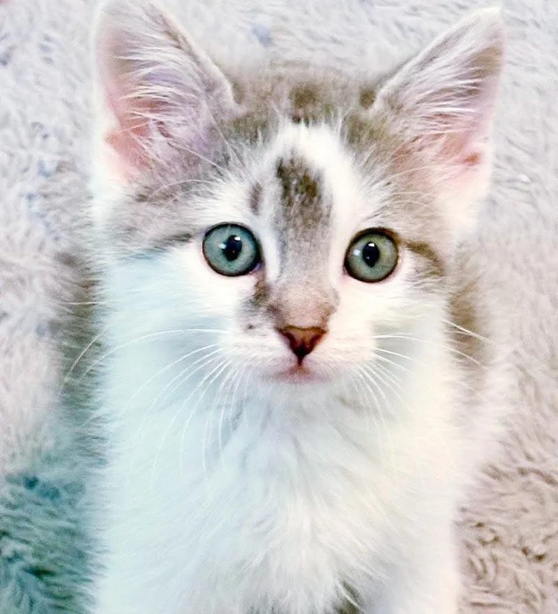 A baby small-sized male Gray / Blue / Silver Turkish Van cat named Zip is WOW special for adoption in Bedford Hills, NY