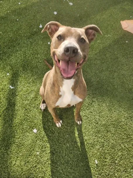 An adult small-sized female Pit Bull Terrier dog named Bellarose for adoption in Toledo, OH
