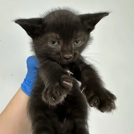 A baby small-sized male Domestic Short Hair cat named Dark Knight for adoption in Indianapolis, IN