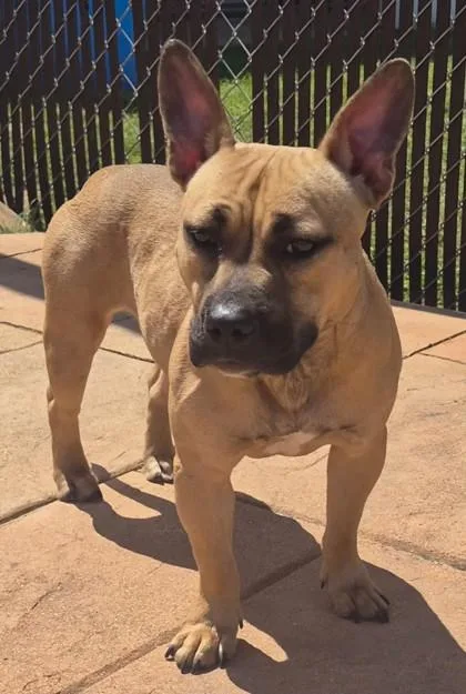 A young medium-sized female Terrier dog named CoCo for adoption in Shreveport, LA