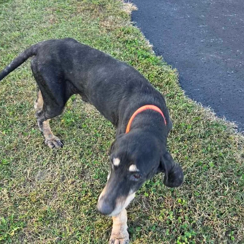 A senior medium-sized female Black Hound dog named Fiona for adoption in Brooksville, KY