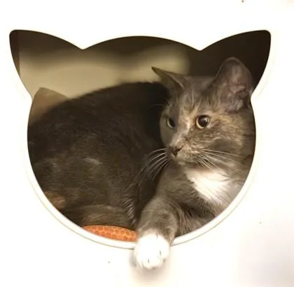 An adult medium-sized female Domestic Short Hair cat named Zora for adoption in Washington, DC