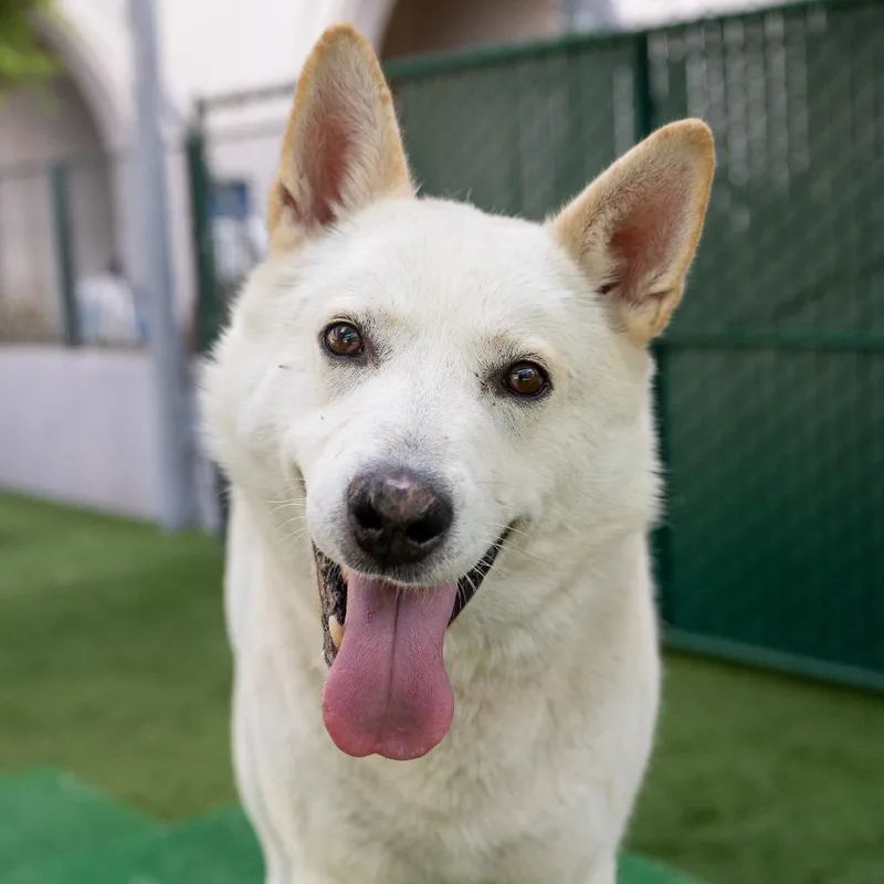 An adult large-sized male White / Cream Siberian Husky dog named Jon Snow for adoption in Pasadena, CA