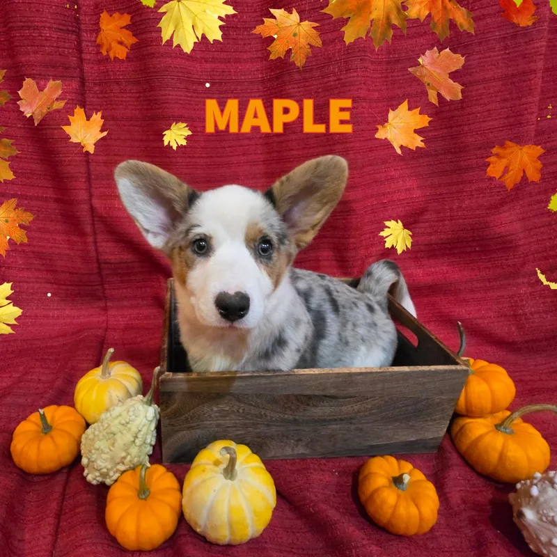 A baby small-sized female Merle (Blue) Cardigan Welsh Corgi dog named Maple for adoption in Newberg, OR