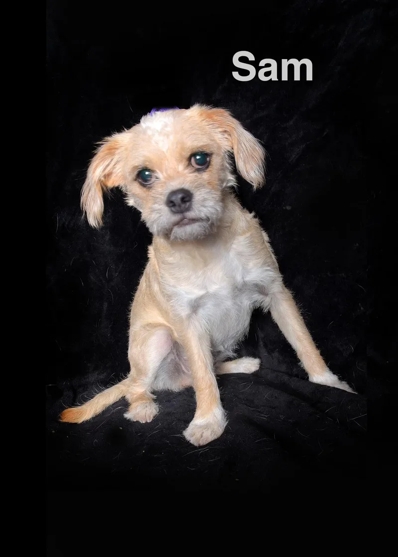A young small-sized female Yellow / Tan / Blond / Fawn Miniature Poodle dog named Sam for adoption in Van Nuys, CA