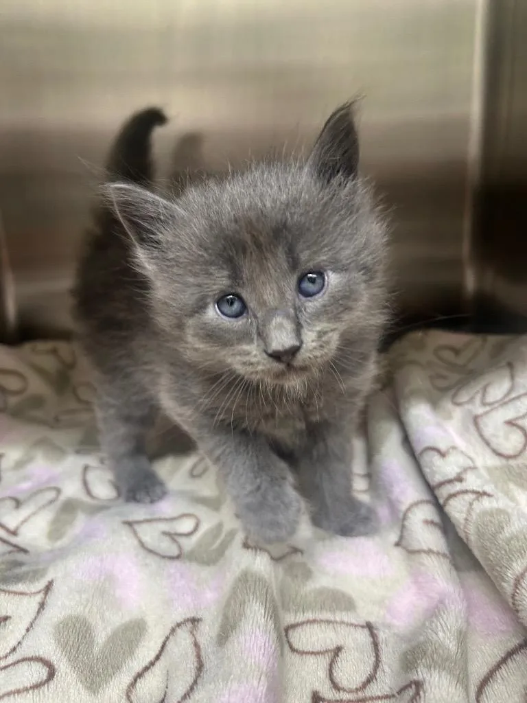 A baby medium-sized male Domestic Short Hair cat named Jitterbug for adoption in Seven Points, TX