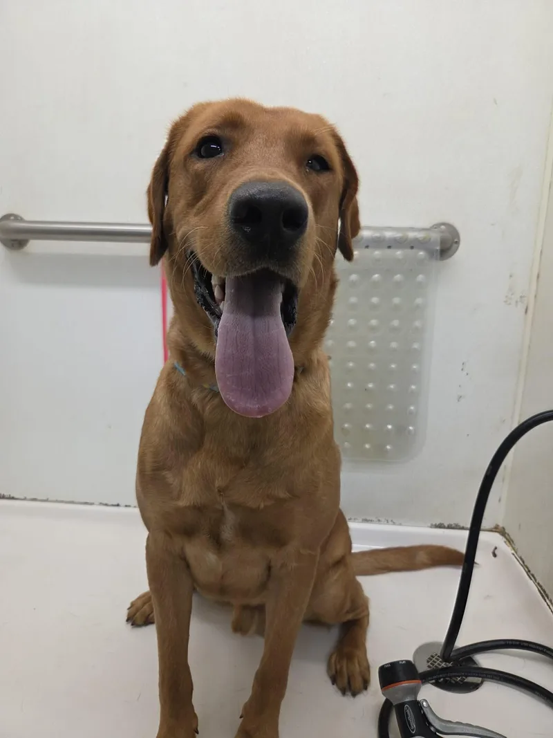 An adult large-sized male Yellow Labrador Retriever dog named RockyNot Accepting Applications Yet for adoption in Medina, OH