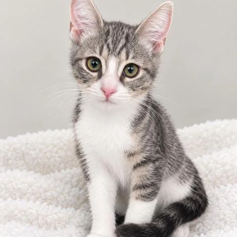 A baby small-sized female Gray / Blue / Silver Domestic Short Hair cat named Peep for adoption in Long Beach, CA