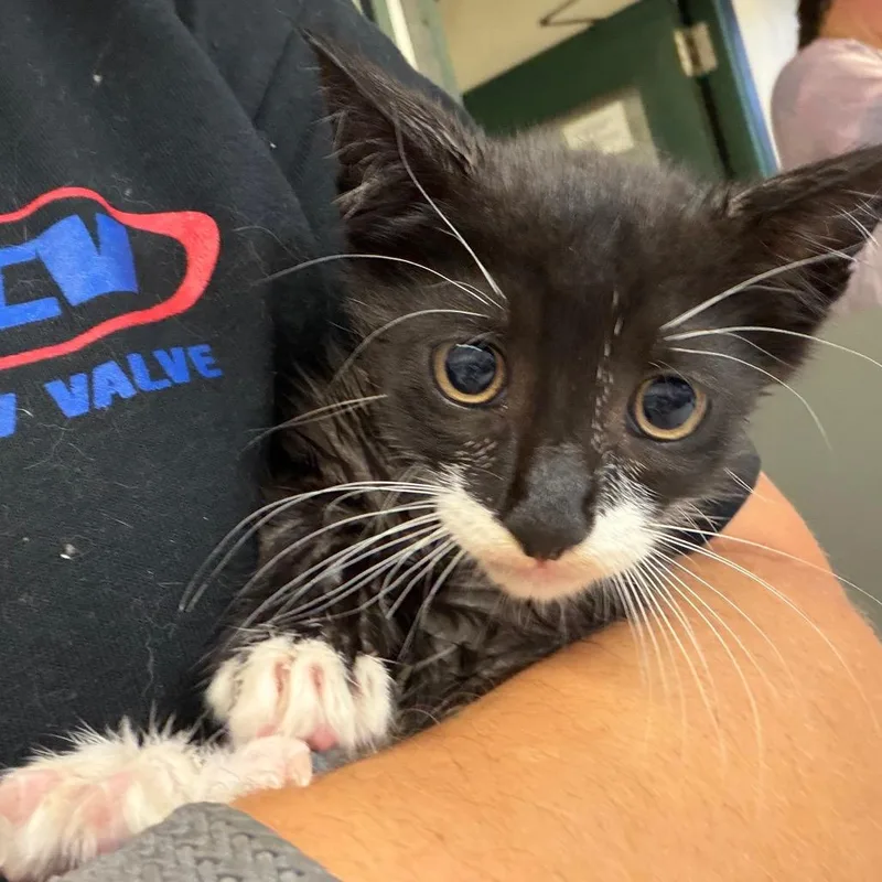 A baby small-sized male Black Domestic Short Hair cat named Clyde for adoption in Lake Jackson, TX