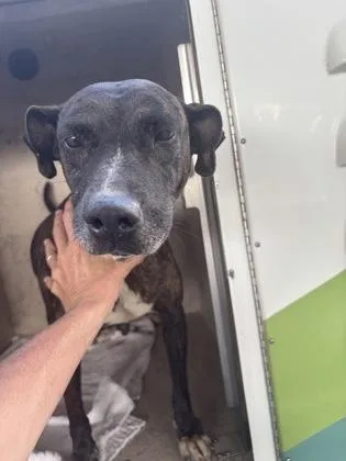 A senior medium-sized female Terrier dog named Cresenta for adoption in Honolulu, HI