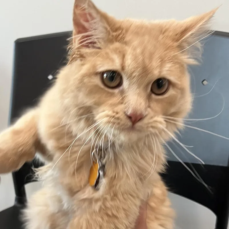 A young medium-sized male Orange / Red Domestic Medium Hair cat named Beefcake for adoption in Oak Park, IL