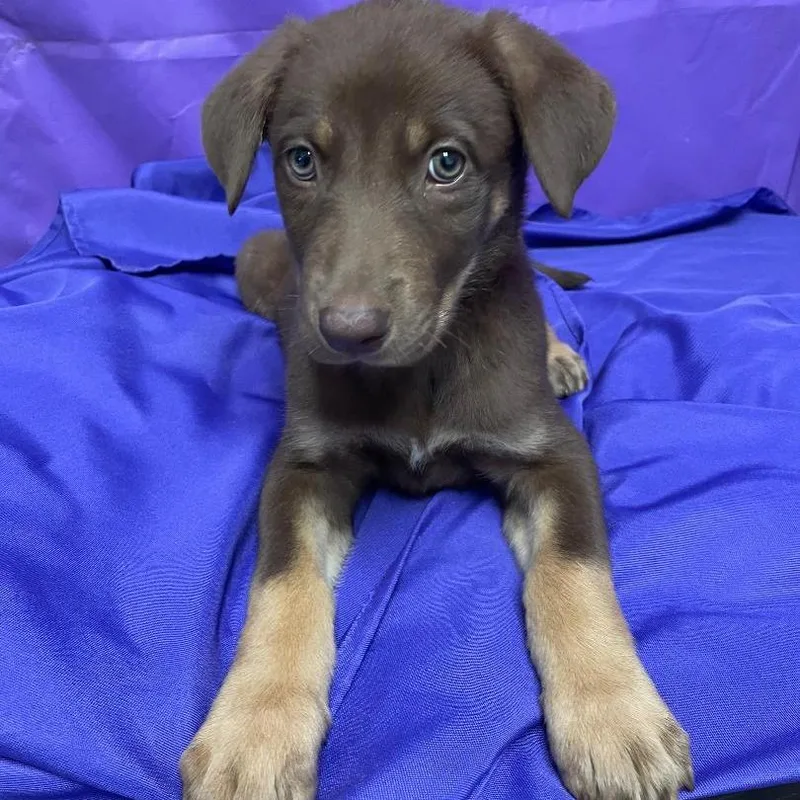 A baby small-sized female Brown / Chocolate Mixed Breed dog named Kira for adoption in North Myrtle Beach, SC