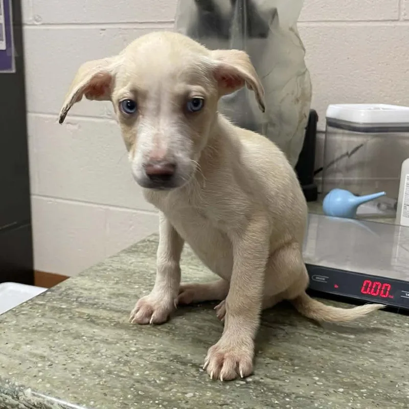 A baby medium-sized female Yellow / Tan / Blond / Fawn Mixed Breed dog named Daisy for adoption in New York, NY