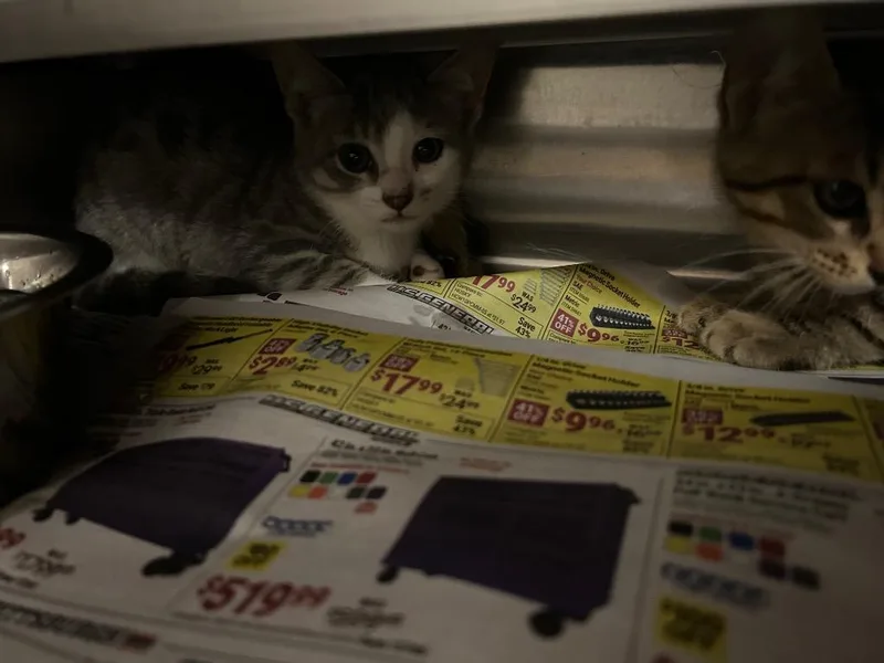 A baby medium-sized female Tabby cat named Blue for adoption in Nacogdoches, TX