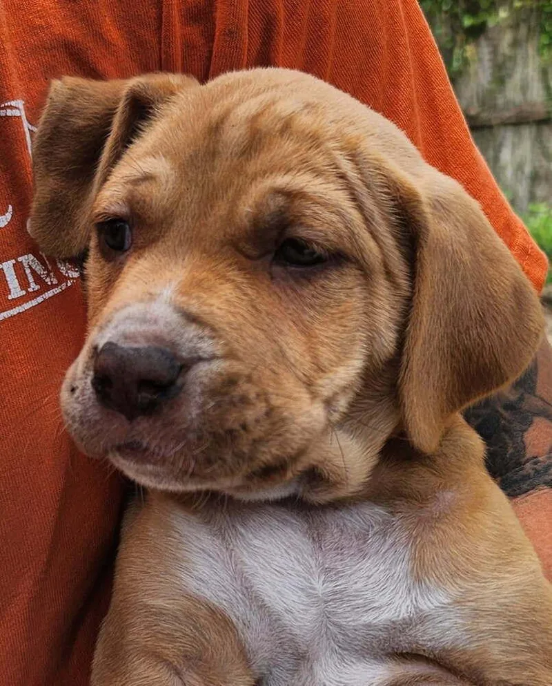 A baby small-sized female Basset Hound dog named Skipetta for adoption in Saint Augustine, FL