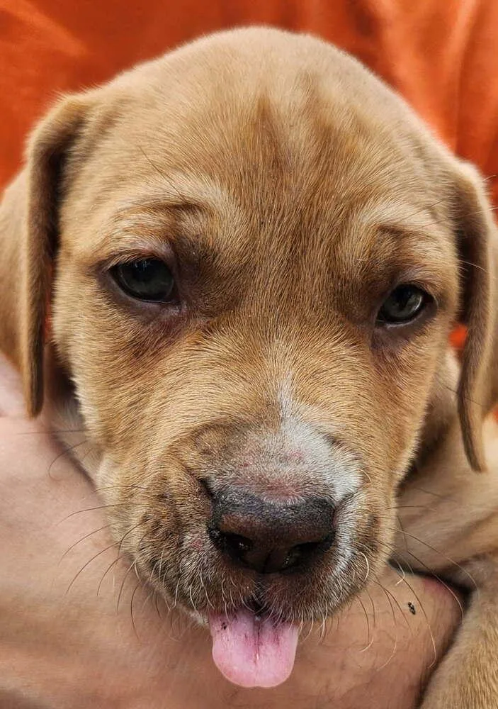 Skipetta thumbnail 2