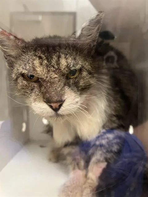 An adult small-sized male Domestic Medium Hair cat named Sir Buttons for adoption in Ontario, CA