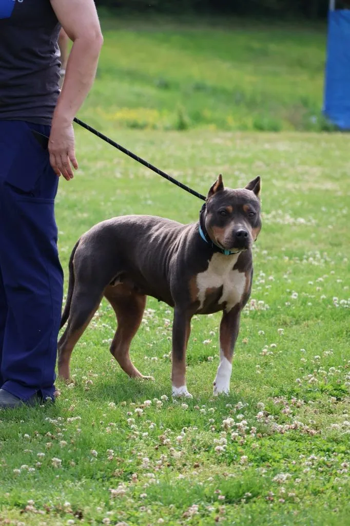 An adult large-sized female Mixed Breed dog named Moolah for adoption in Columbia, TN