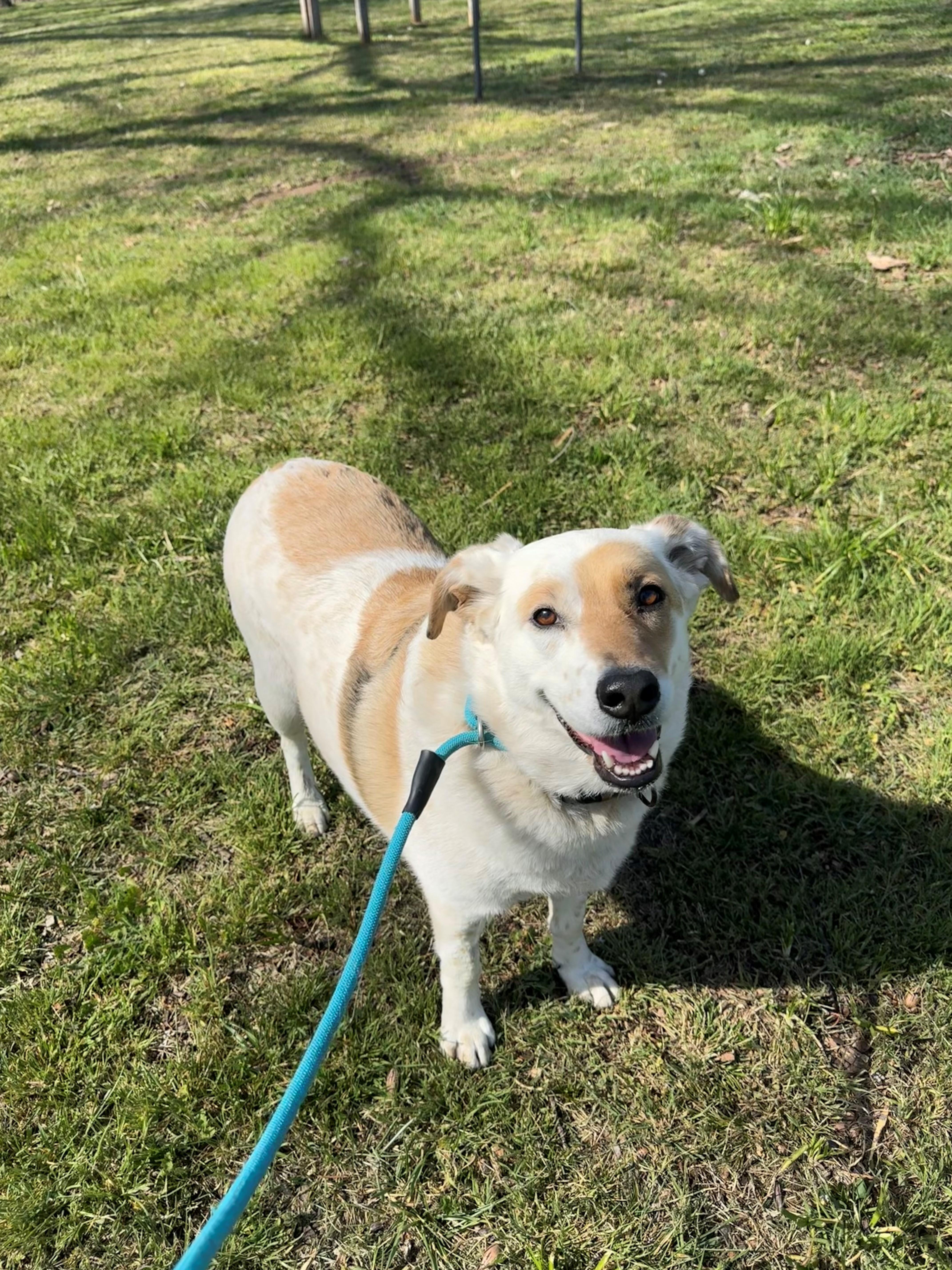 Snowball thumbnail 2