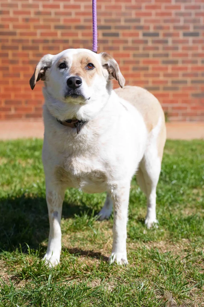 Snowball thumbnail 3