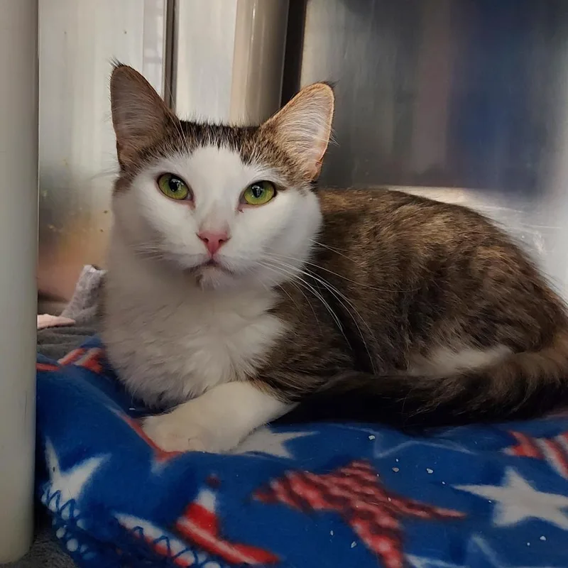 An adult medium-sized female Brown / Chocolate Domestic Medium Hair cat named Ivy for adoption in Grand Rapids, MI