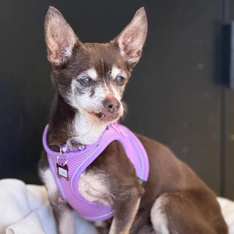 A senior small-sized female Brown / Chocolate Chihuahua dog named Sag Harbor for adoption in San Francisco, CA