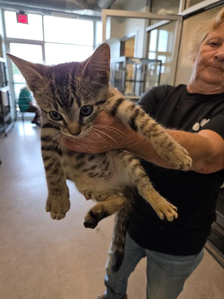 A baby small-sized male Siamese cat named Clyde for adoption in Bossier City, LA
