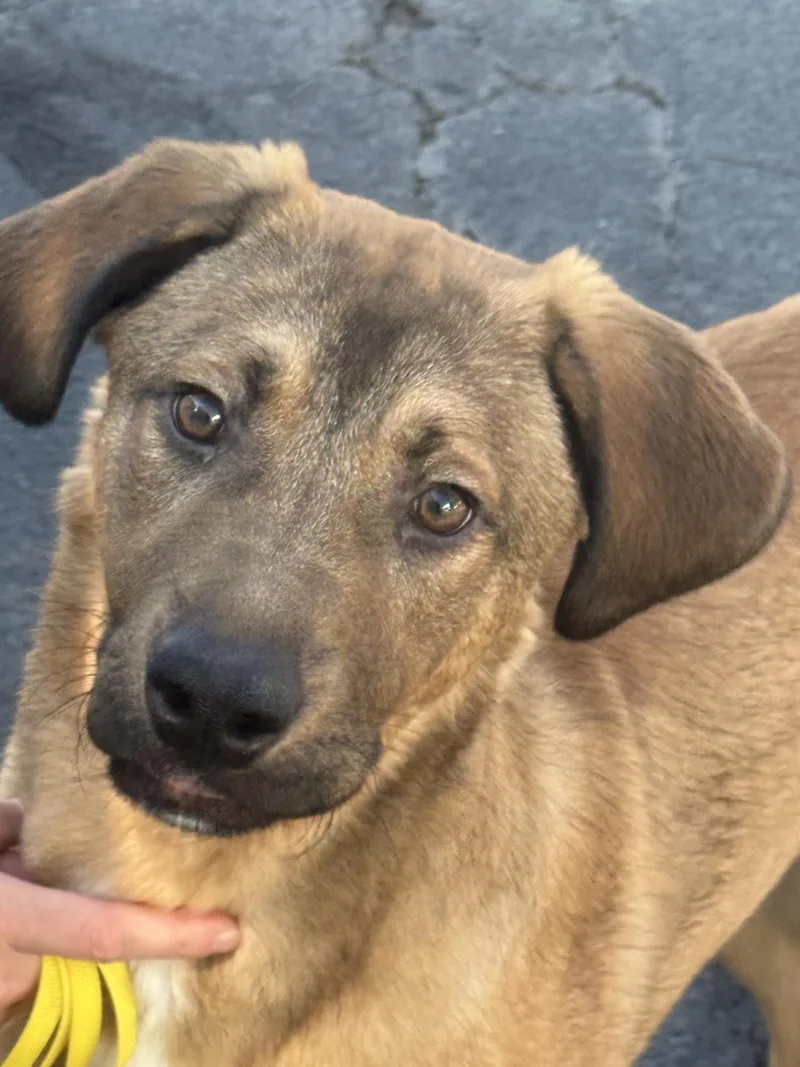 A young medium-sized female Anatolian Shepherd dog named Georgia gold for adoption in Sonora, CA