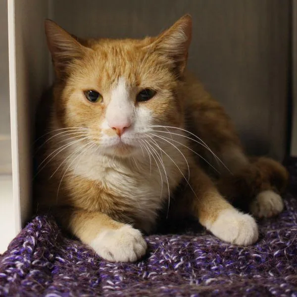 A young medium-sized female Domestic Short Hair cat named Vanessa for adoption in Des Moines, IA